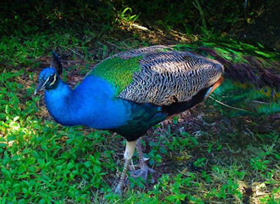 new-caledonia/sarramea/attraction/michel-corbasson-bird-park-and-botanical-garden