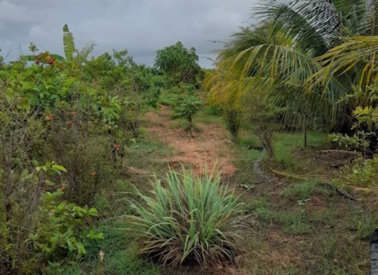 guyana/berbice-river/attraction/nature-s-beautiful-fruits-farm