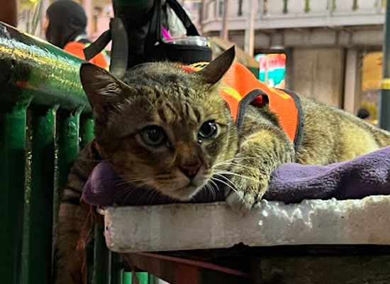thailand/bangkok/ekkamai/attraction/ma-win-the-motorcycle-cat