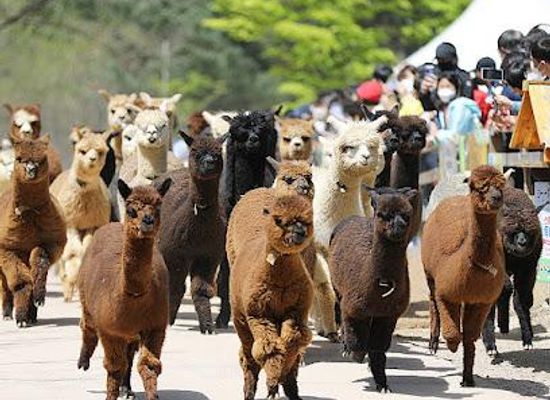 south-korea/chuncheon/attraction/alpaca-world