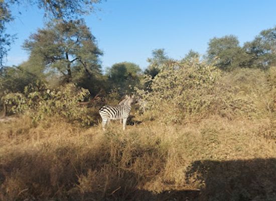 zimbabwe/lowveld/attraction/the-malilangwe-trust