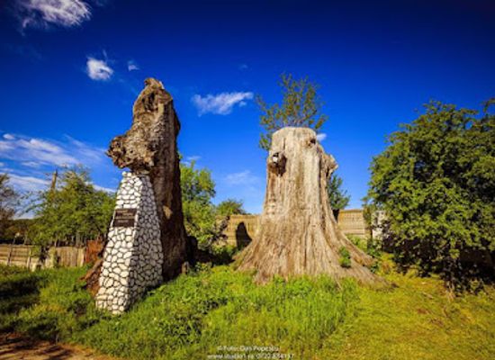 romania/gorj/attraction/stejarii-seculari