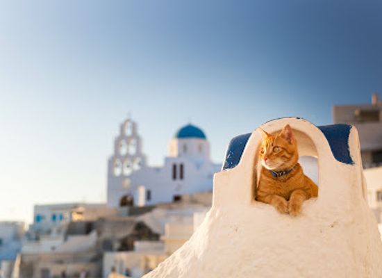 greece/pyrgos/attraction/santorini-cats