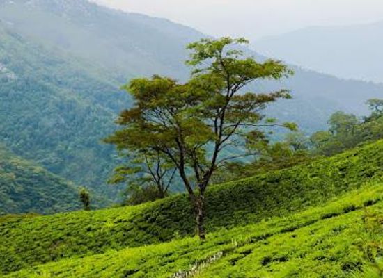 india/sikkim/attraction/rangaroon-tea-estate