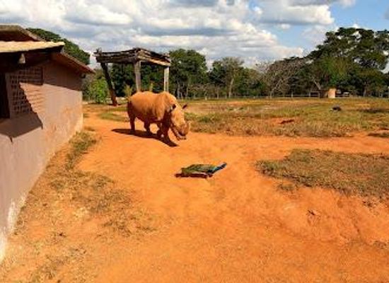 brazil/brasilia/attraction/zoologico