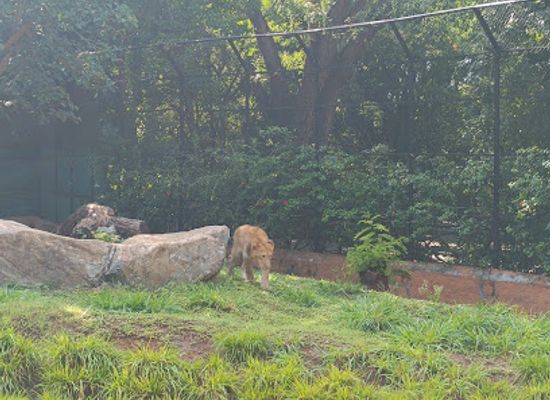 india/mysore/attraction/lion-area