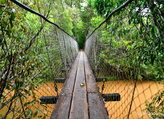 australia/atherton-tablelands/attraction/peterson-creek-wildlife-botanical-walking-track