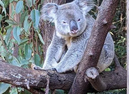 australia/noosa/attraction/wildlife-hq