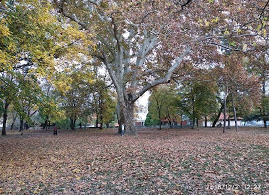 hungary/eger/attraction/nagy-platanfa