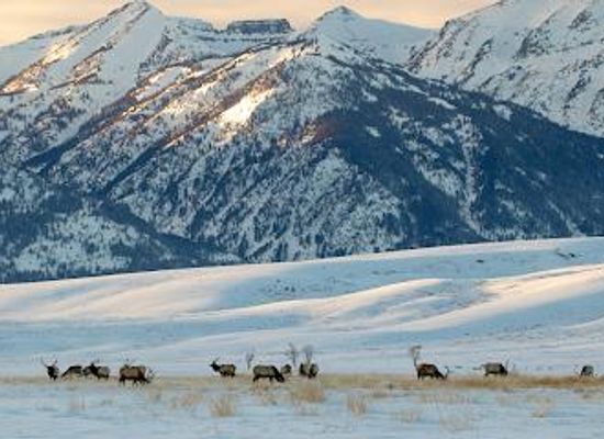 mississippi/jackson/attraction/national-elk-refuge