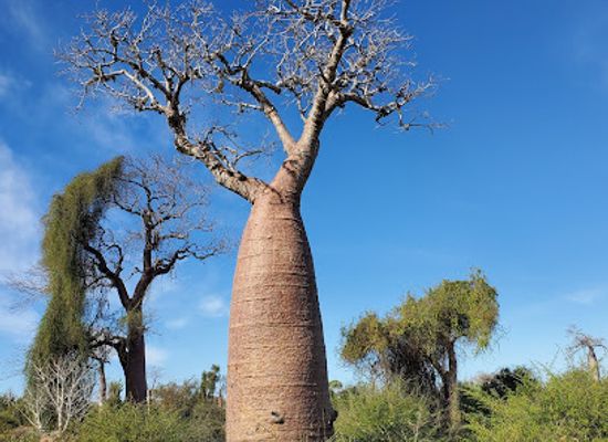 madagascar/ifaty/attraction/reserve-reniala