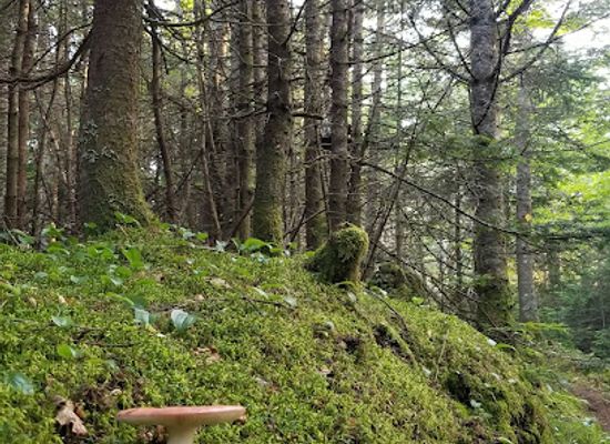 vermont/mount-ascutney-state-park/attraction/futures-trail