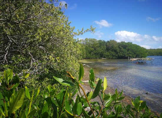 colombia/caribbean-region/attraction/parque-nacional-manglares-de-old-point