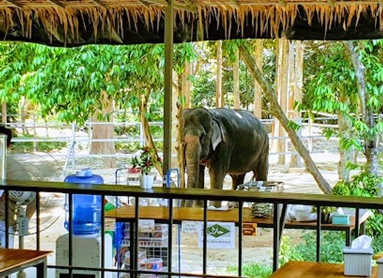 thailand/koh-samui/maenam/attraction/elephant-jungle-sanctuary-samui-soi-2-branch