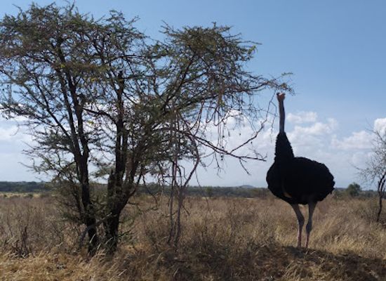 kenya/samburu-region/attraction/samburu