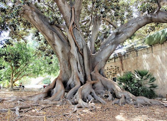 spain/balearic-islands/attraction/jardin-de-la-misericordia