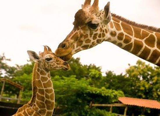 costa-rica/puntarenas/attraction/ponderosa-adventure-park