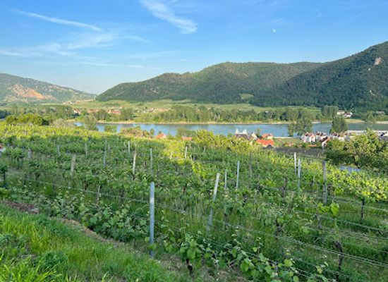 austria/wachau/attraction/vino-taurus