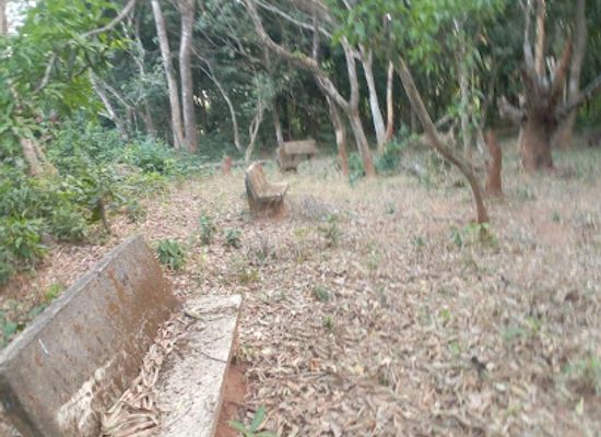 togo/bassar/attraction/foret-de-manguiers-de-tchavadi
