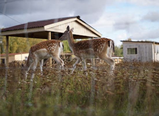estonia/ida-viru-county/attraction/mtu-rootsikalmu-ratsatalu