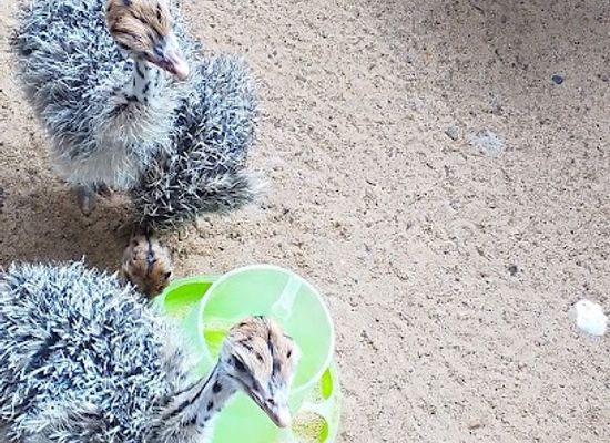 ghana/kwahu/attraction/crosgee-ostrich-farm-ltd