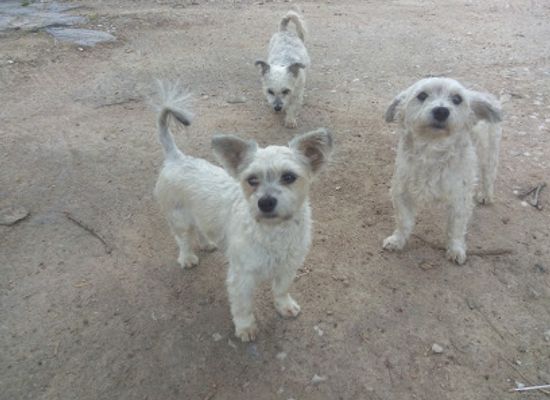 zambia/central-province/attraction/cherise-kids-park