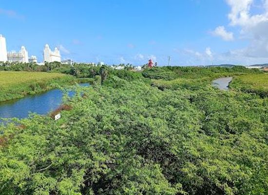 aruba/oranjestad/attraction/bubali-bird-sanctuary