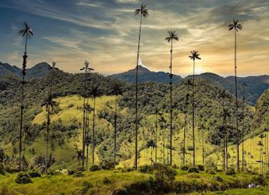 colombia/armenia/attraction/cocora-valley