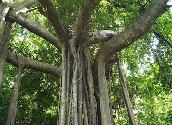 barbados/saint-philip/attraction/wild-barbados-hackleton-s-giants