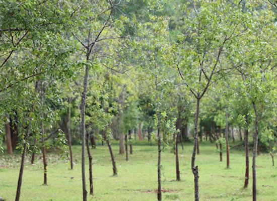 sri-lanka/wilpattu-national-park/attraction/adhitya-herbal-estate-and-wedha-gama