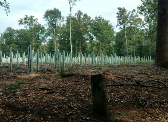 netherlands/veluwe/attraction/ede-forest