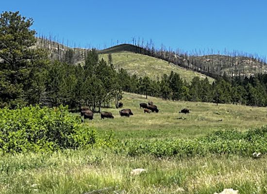 south-dakota/black-hills/attraction/custer-state-park-wildlife-loop-road