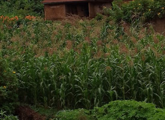 cameroon/ngaoundere/attraction/vina-garden