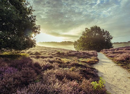 netherlands/veluwe/attraction/herikhuizerveld