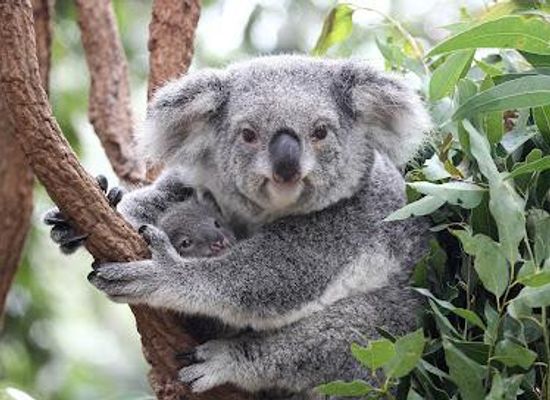 australia/brisbane/attraction/lone-pine-koala-sanctuary
