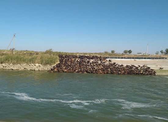 kazakhstan/kyzylkum-desert/attraction/kyzylkumsky-canal