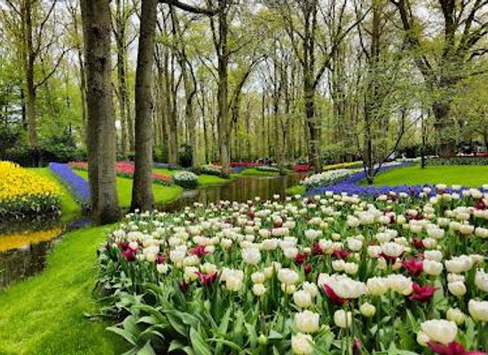 netherlands/delft/attraction/keukenhof