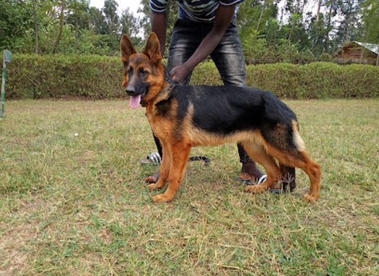 kenya/elgeyo-escarpment/attraction/mitoto-kennels