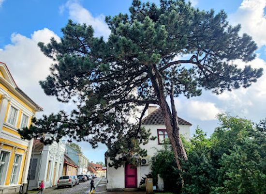 estonia/kuressaare/attraction/must-mand