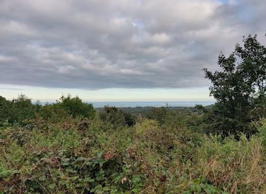 ireland/bray/attraction/rathmichael-wood