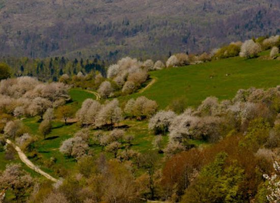 slovakia/gemer/attraction/ceresnove-sady-brdarka