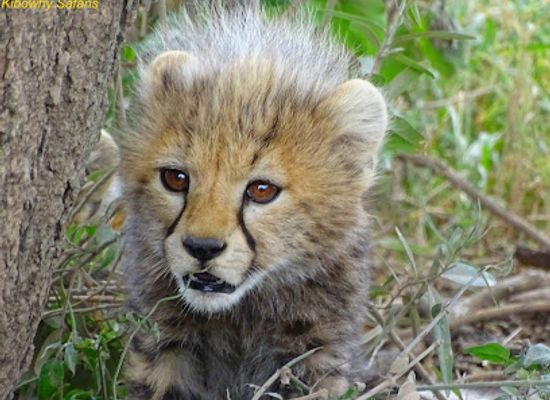 tanzania/northern-zone/attraction/kibowhy-safaris