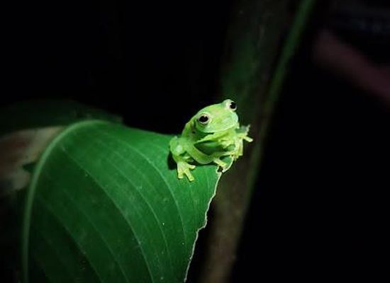 costa-rica/monteverde/attraction/night-walk-monteverde-finca-lantana