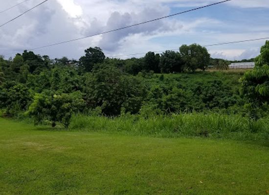 jamaica/port-antonio-area/attraction/c-a-s-e-the-jungle