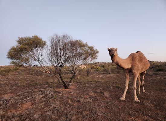 australia/flinders-ranges/attraction/flinders-and-beyond-camel-treks