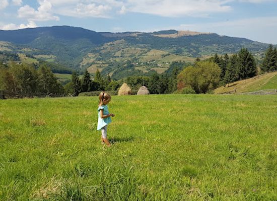 romania/salaj/attraction/arborele-sequoia