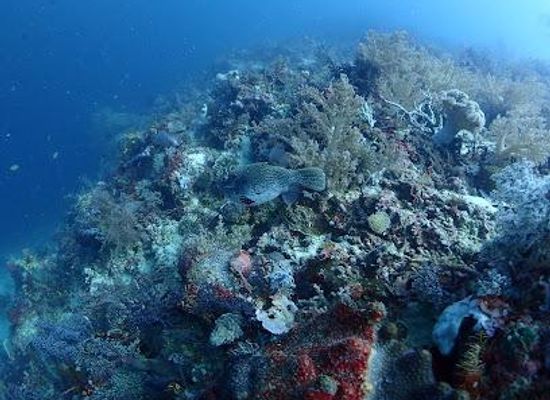 philippines/cebu-city/attraction/talima-marine-sanctuary