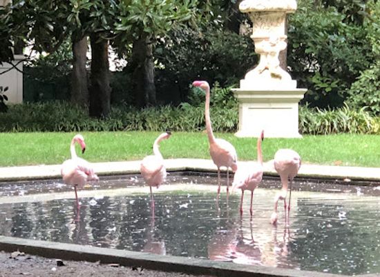 italy/milan/porta-venezia/attraction/fenicotteri-milanesi