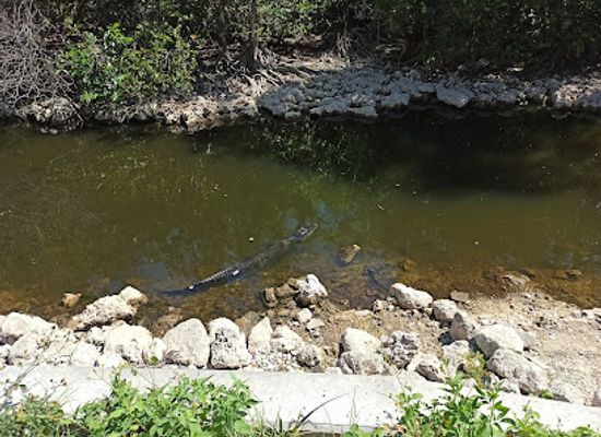 florida/big-cypress-national-preserve/attraction/big-cypress-wildlife-management-area-stairsteps-unit