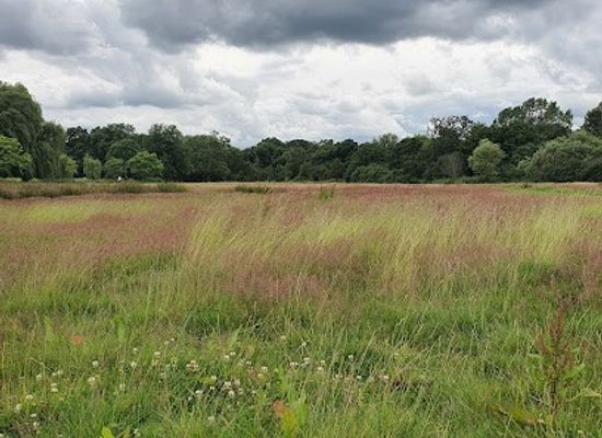 united-kingdom/london/attraction/oak-hill-wood-london-wildlife-trust